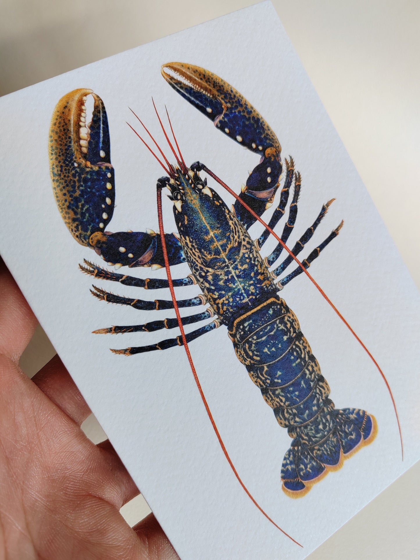 Greetings Card - Lobster, Homarus gammarus