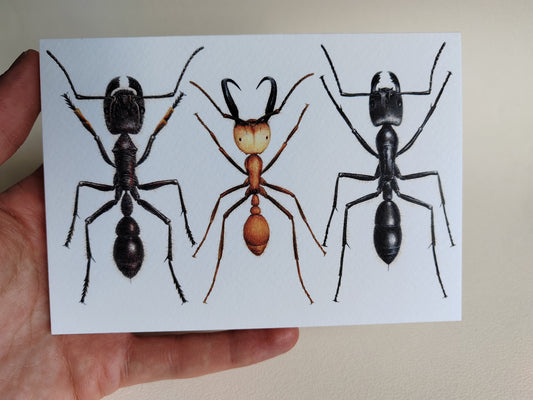 Giant Ants Greetings Card