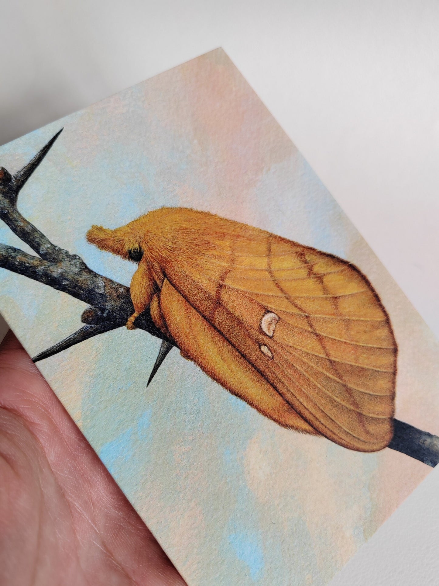 Drinker Moth, Greetings Card