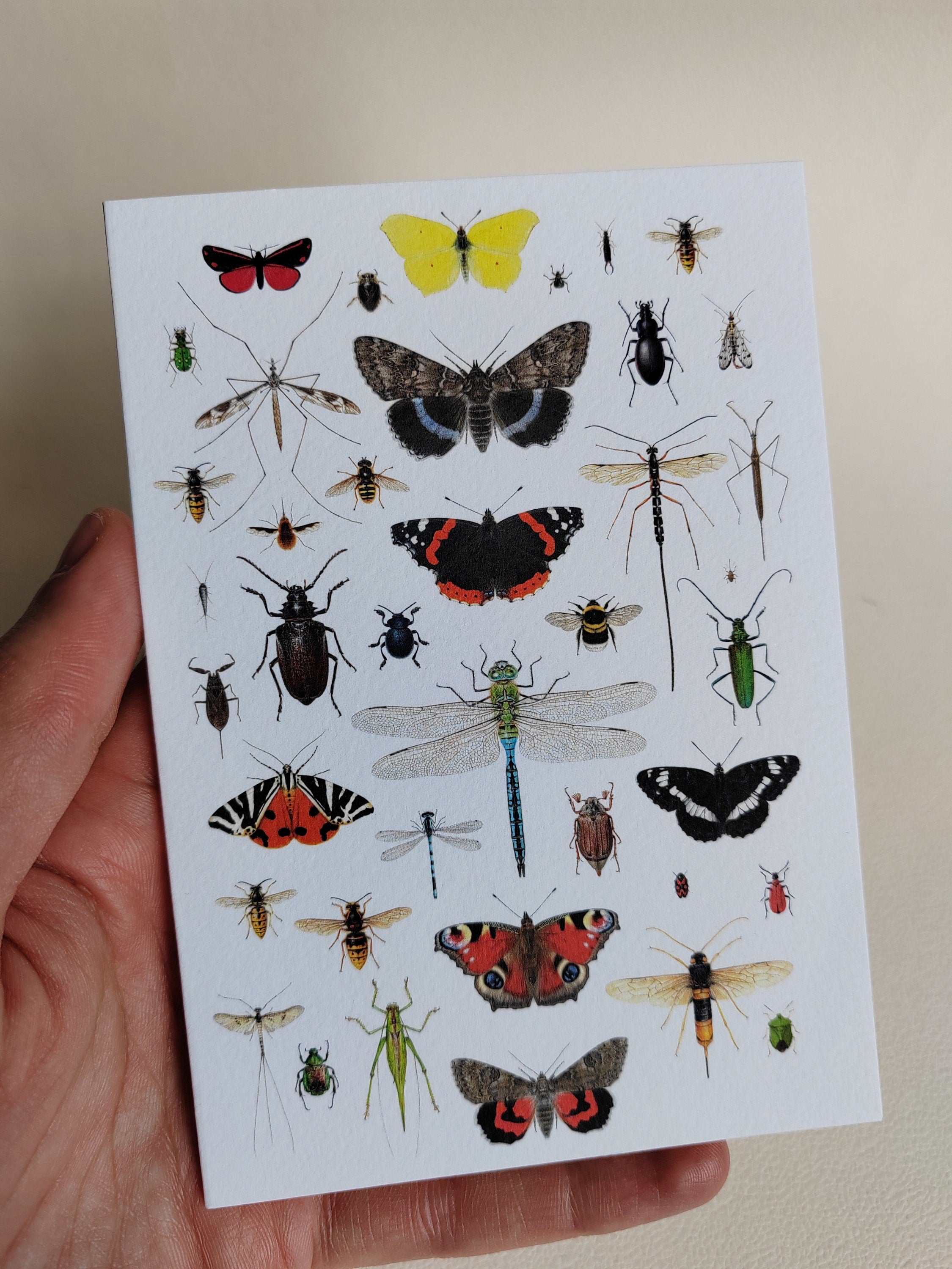 British Insects Greetings Card (version 2) – Carim Nahaboo Artwork