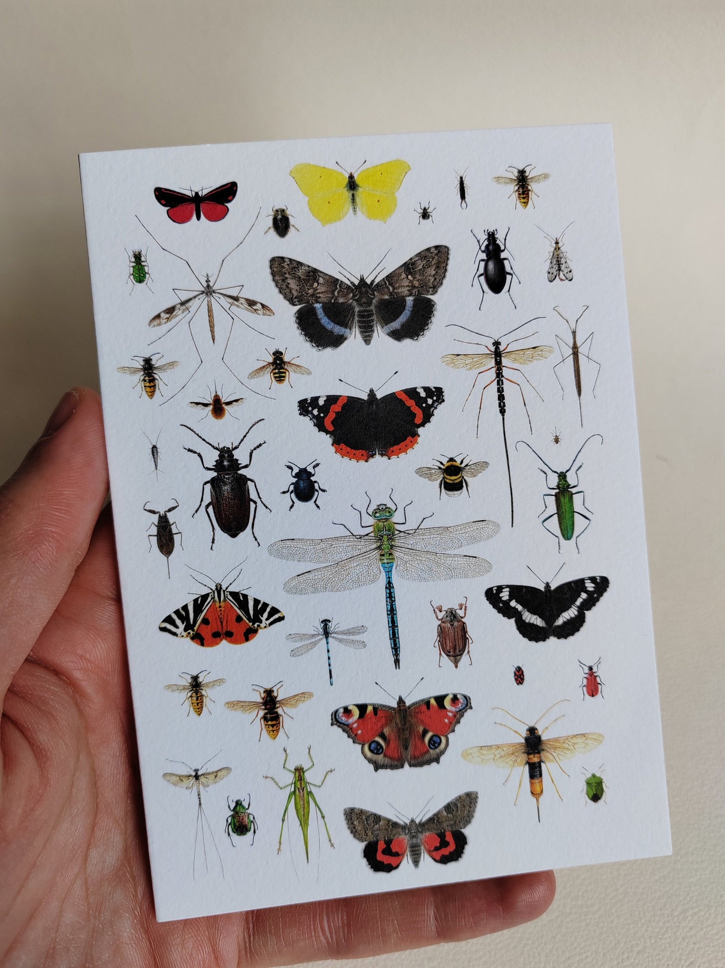 British Insects Greetings Card (version 2)