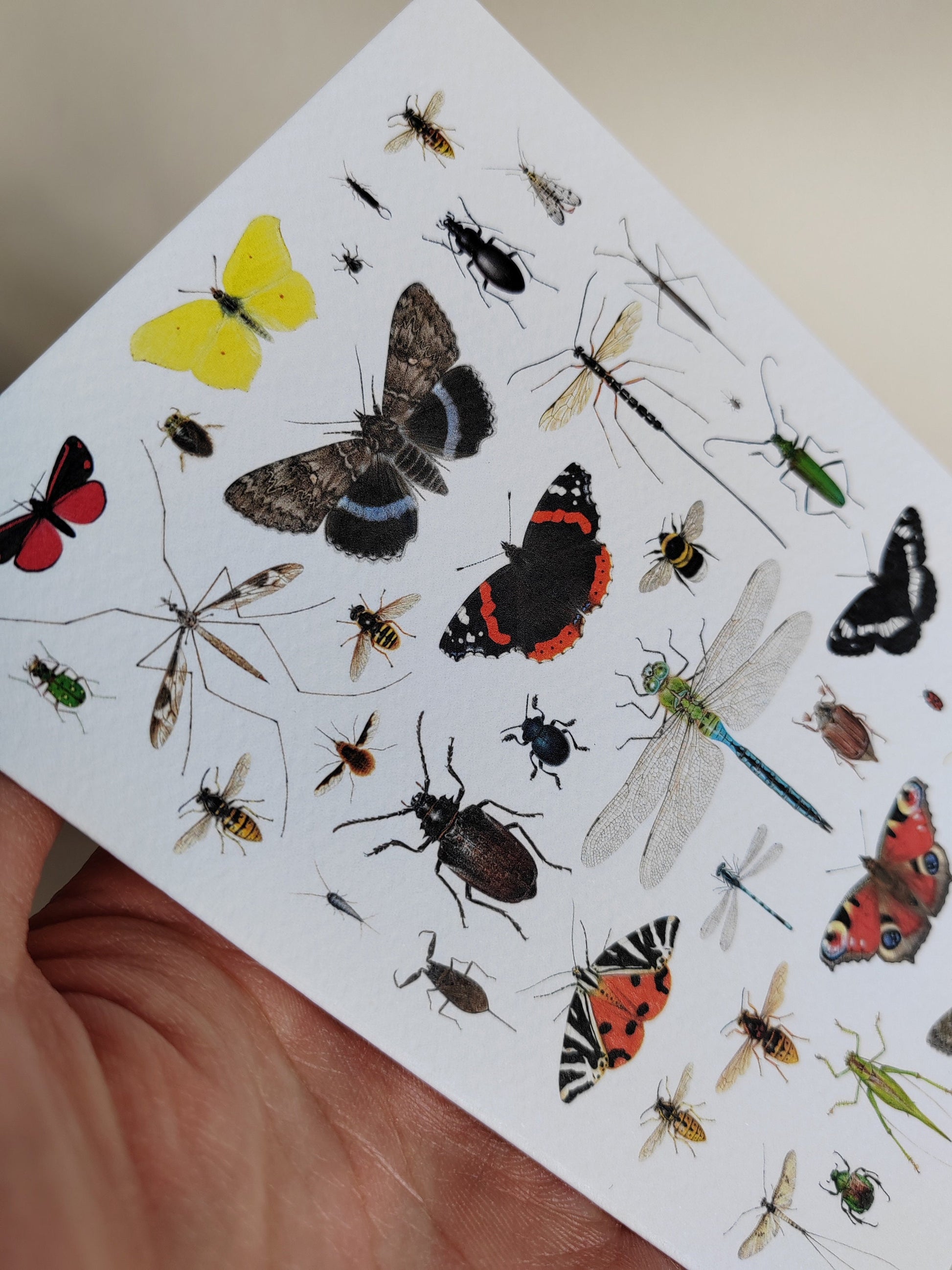 British Insects Greetings Card (version 2) – Carim Nahaboo Artwork