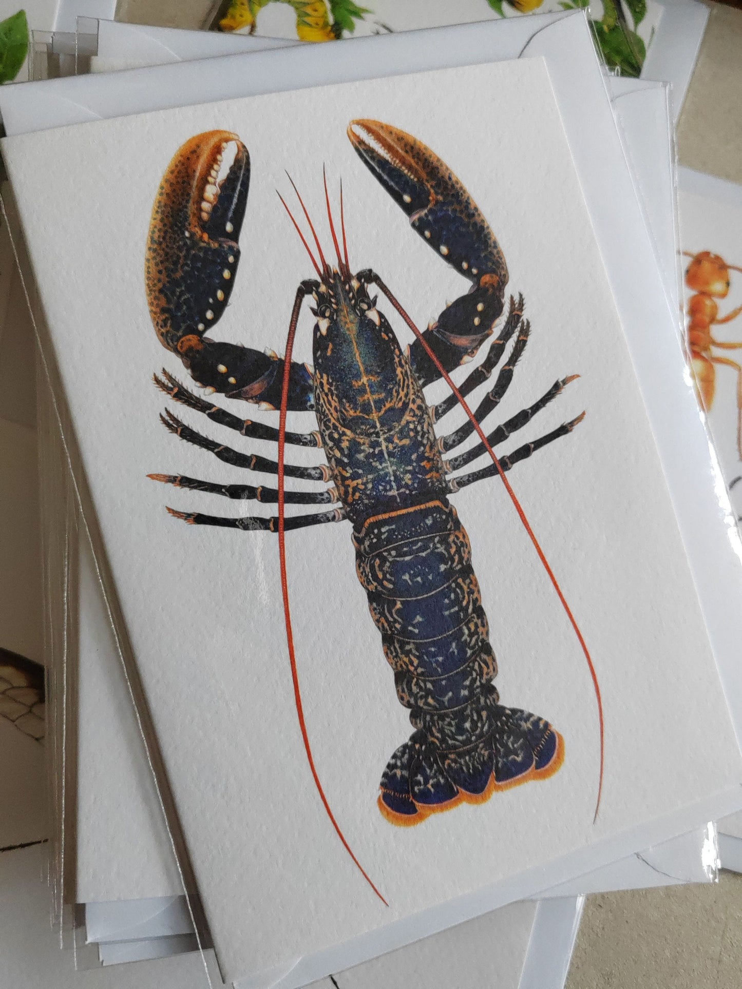 Greetings Card - Lobster, Homarus gammarus