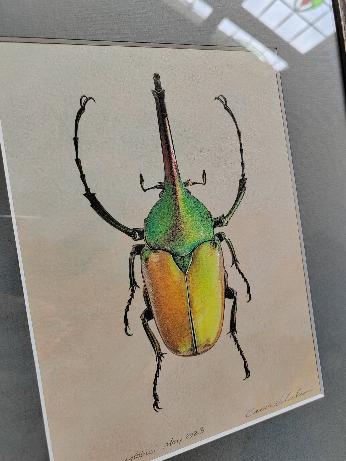 Framed Original Artwork - Theodosia antoinei, Horned Flower Chafer beetle