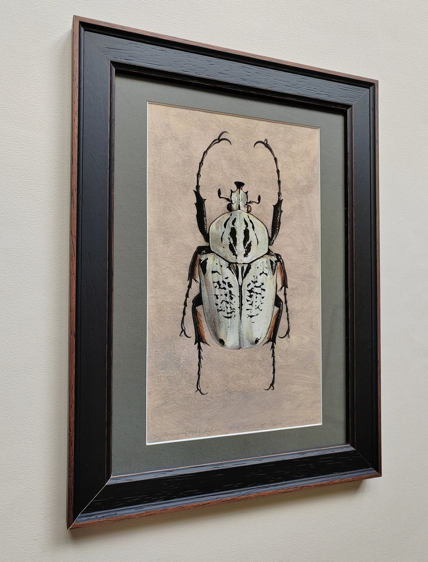 Framed Artwork Print - Argyrophegges kolbei (Goliathus kolbei)