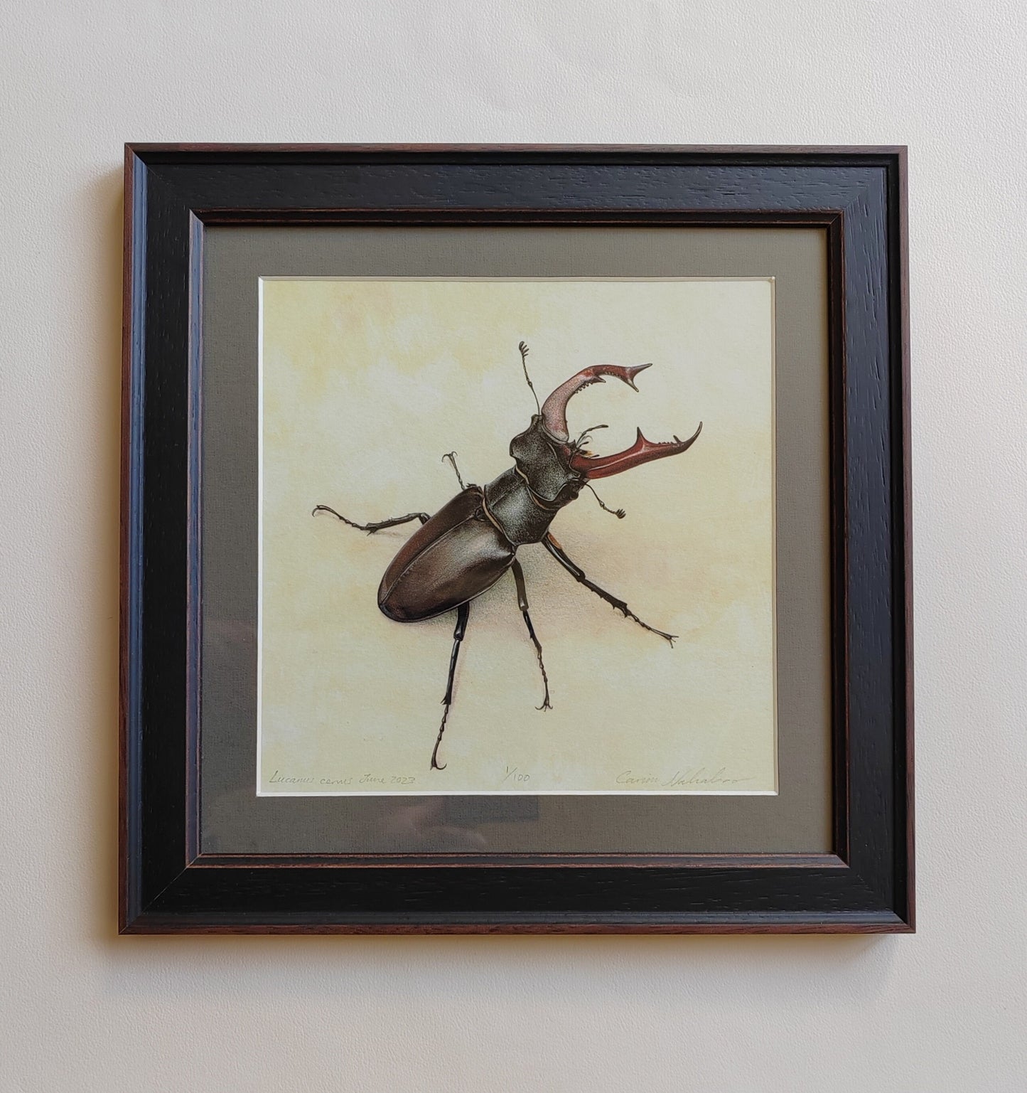 Framed limited edition print - Stag Beetle, Lucanus cervus