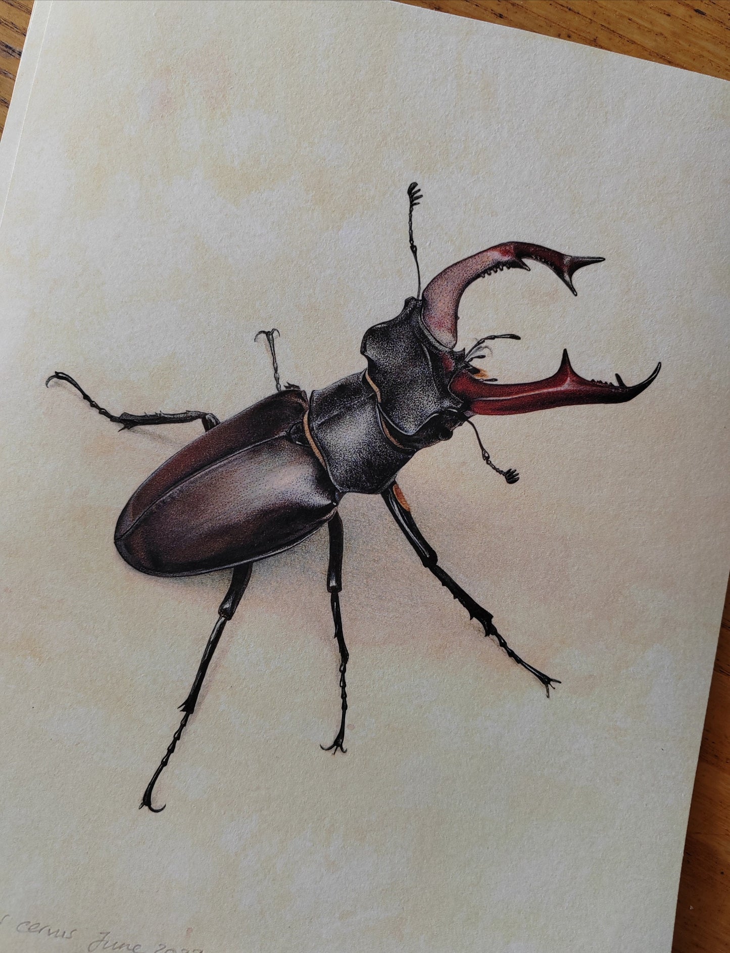 Stag Beetle, Lucanus cervus limited edition art print 10x8"