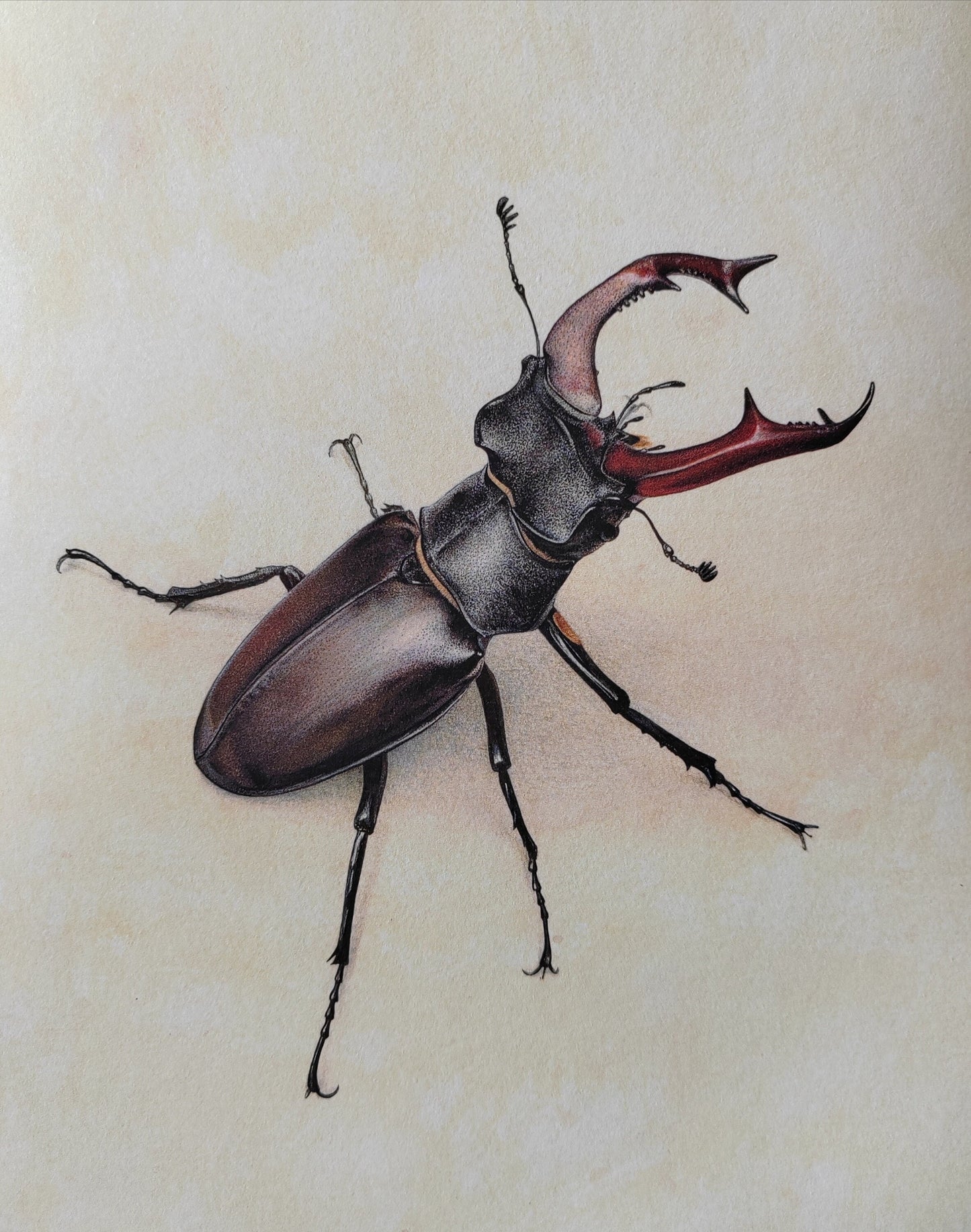 Stag Beetle, Lucanus cervus limited edition art print 10x8"