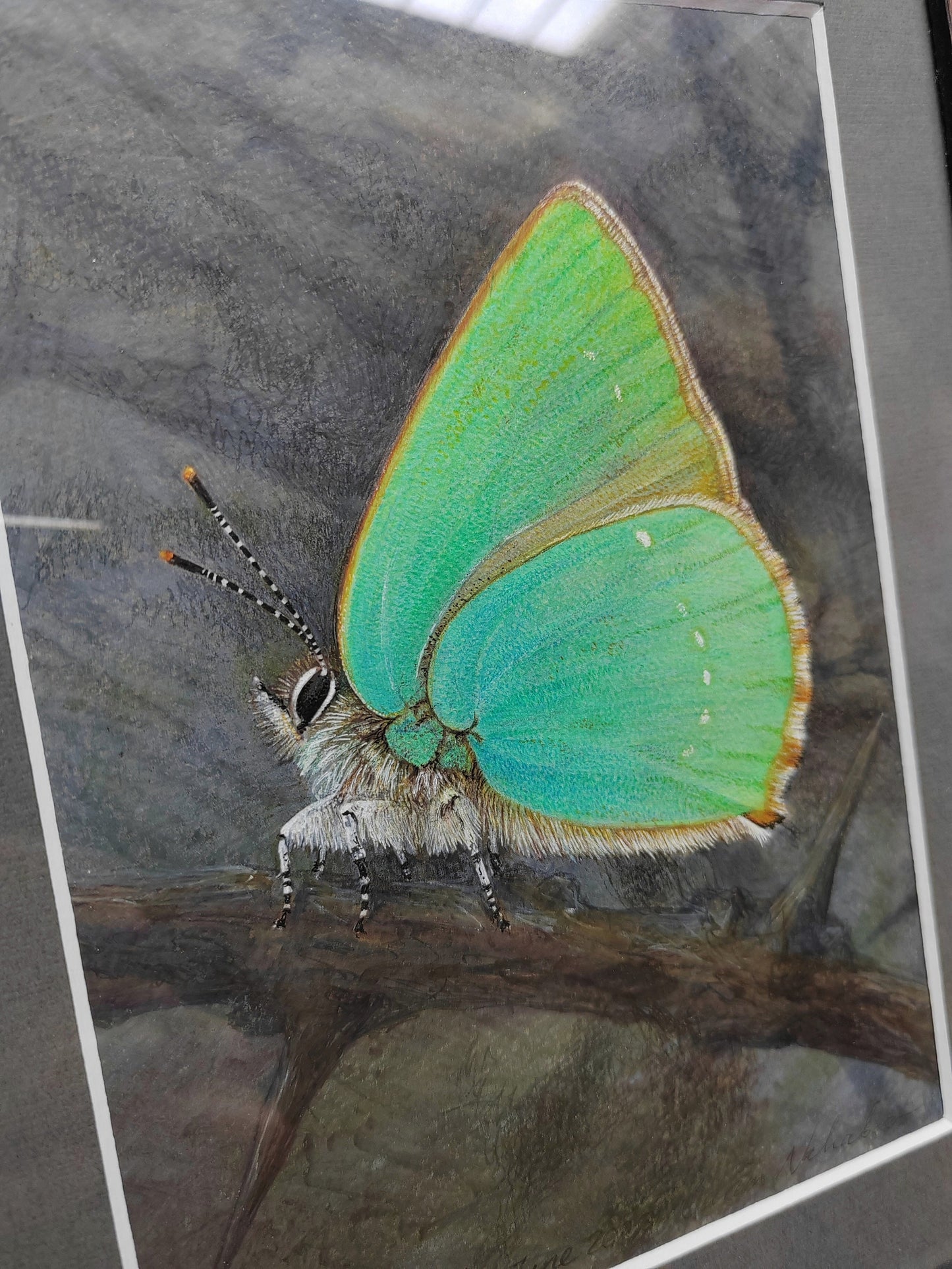 Framed original artwork - Green Hairstreak butterfly, Callophrys rubi