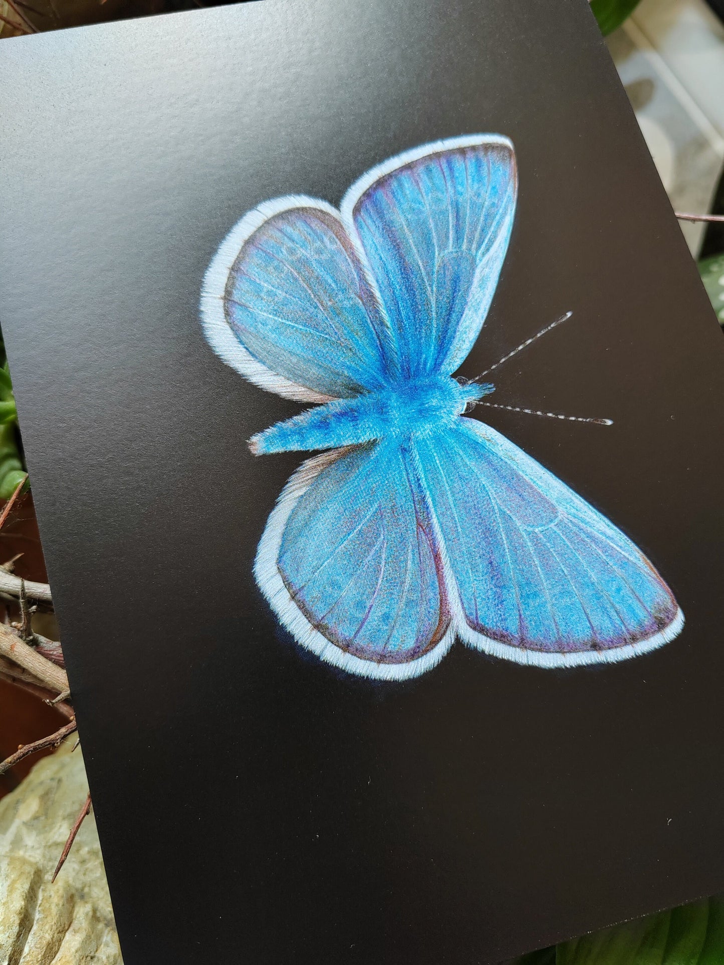 A5 size giant postcard, Glaucopsyche xerces, the extinct Xerces Blue butterfly