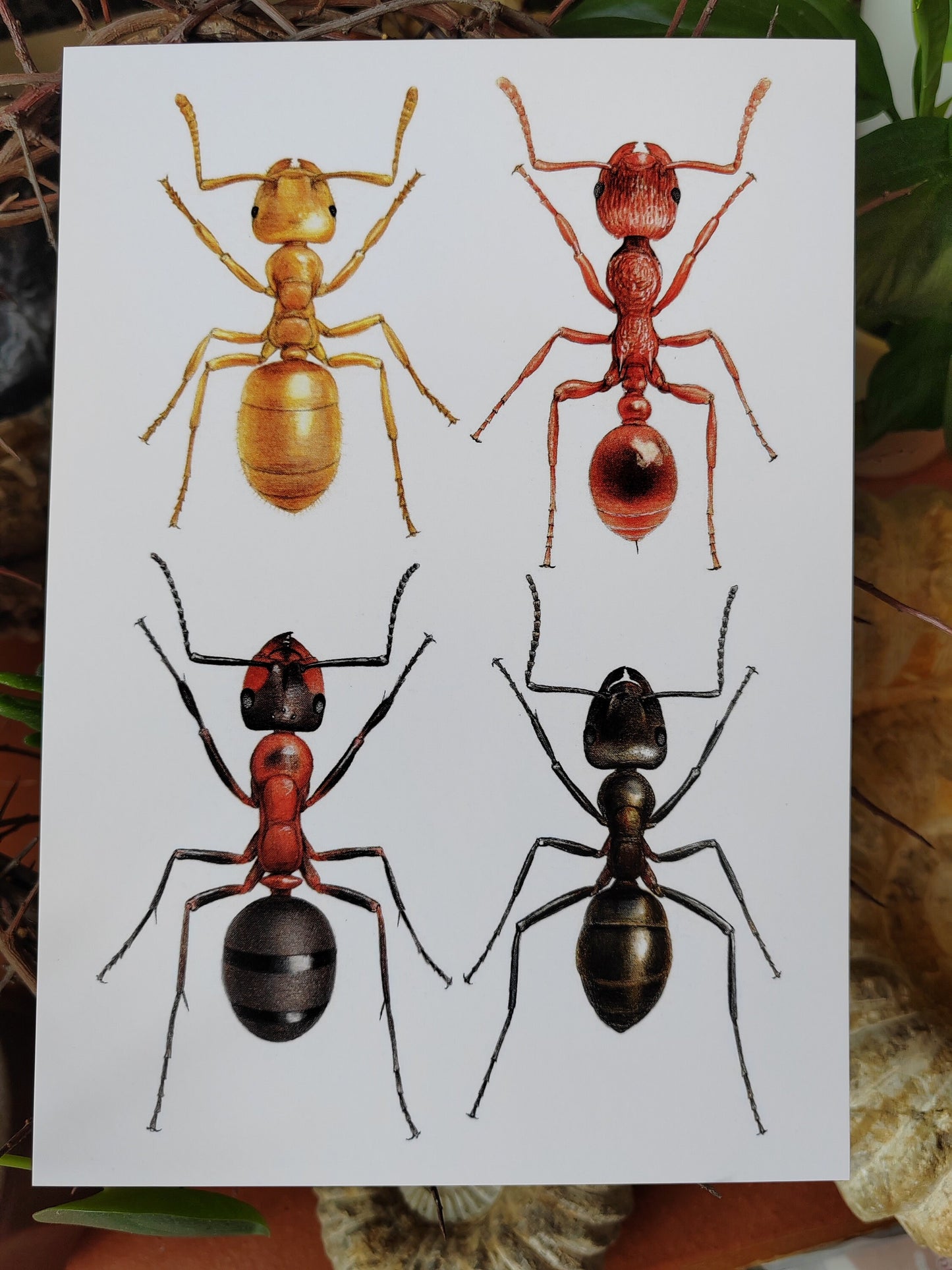 A5 size giant postcard - British Ants