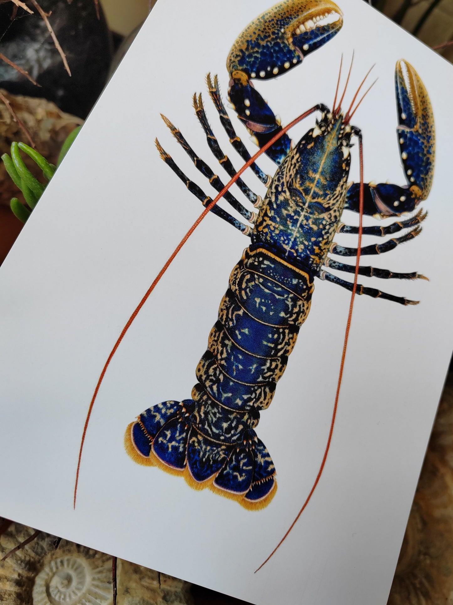 A5 size giant postcard - Lobster, Homarus gammarus