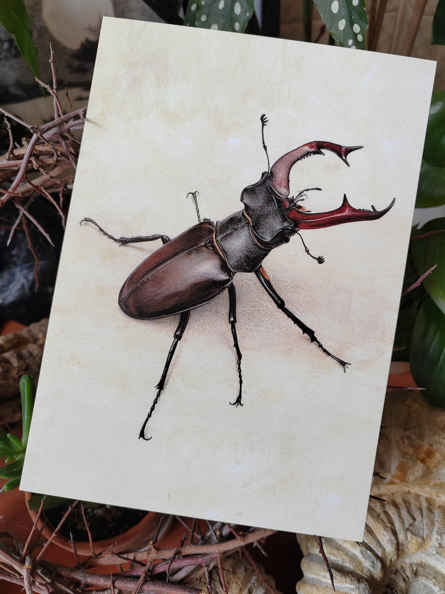 A5 size giant postcard - Lucanus cervus, Male Stag Beetle