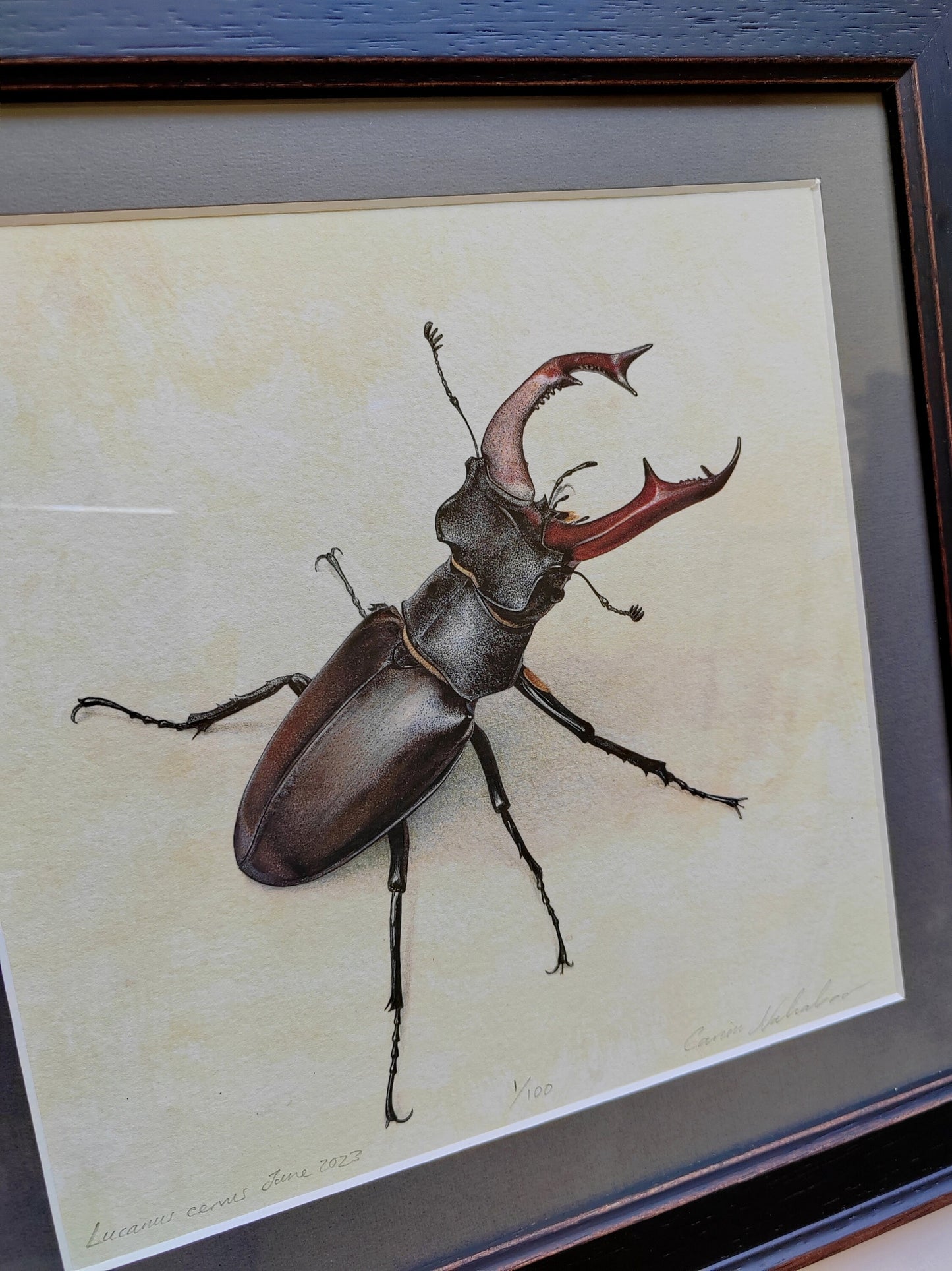 Framed limited edition print - Stag Beetle, Lucanus cervus