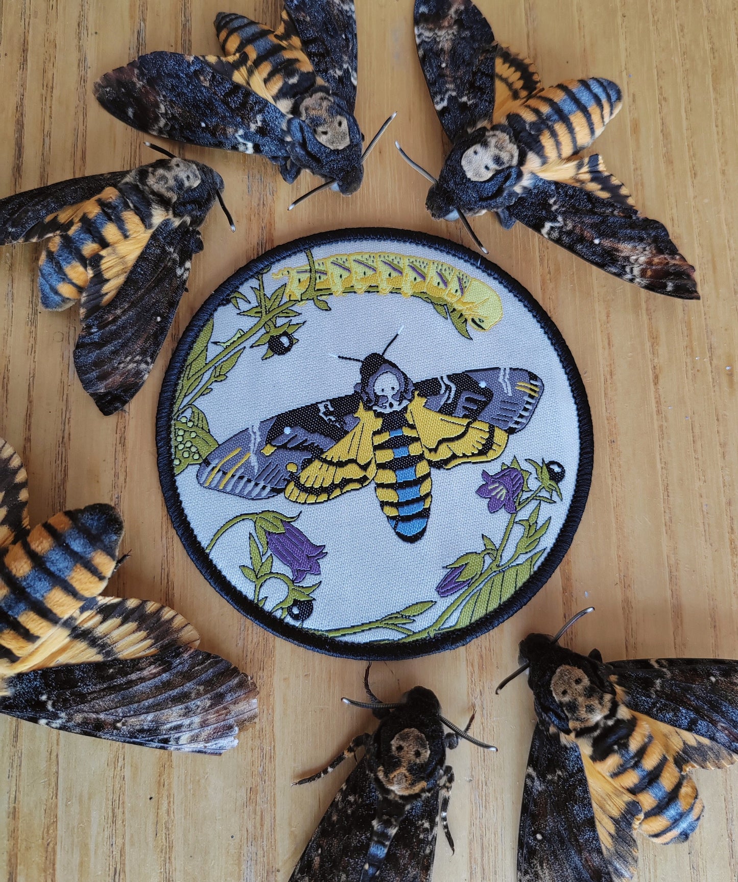 Sew on patch - Death's Head Hawk Moth, Acherontia atropos (lifecycle)