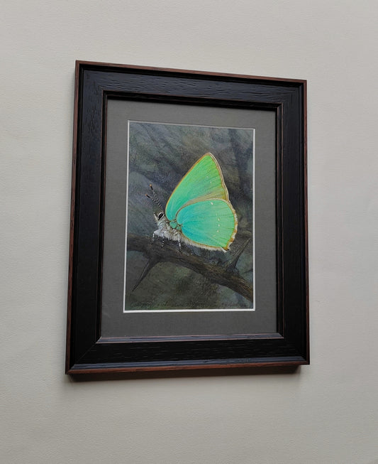 Framed original artwork - Green Hairstreak butterfly, Callophrys rubi