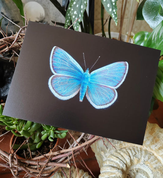A5 size giant postcard, Glaucopsyche xerces, the extinct Xerces Blue butterfly