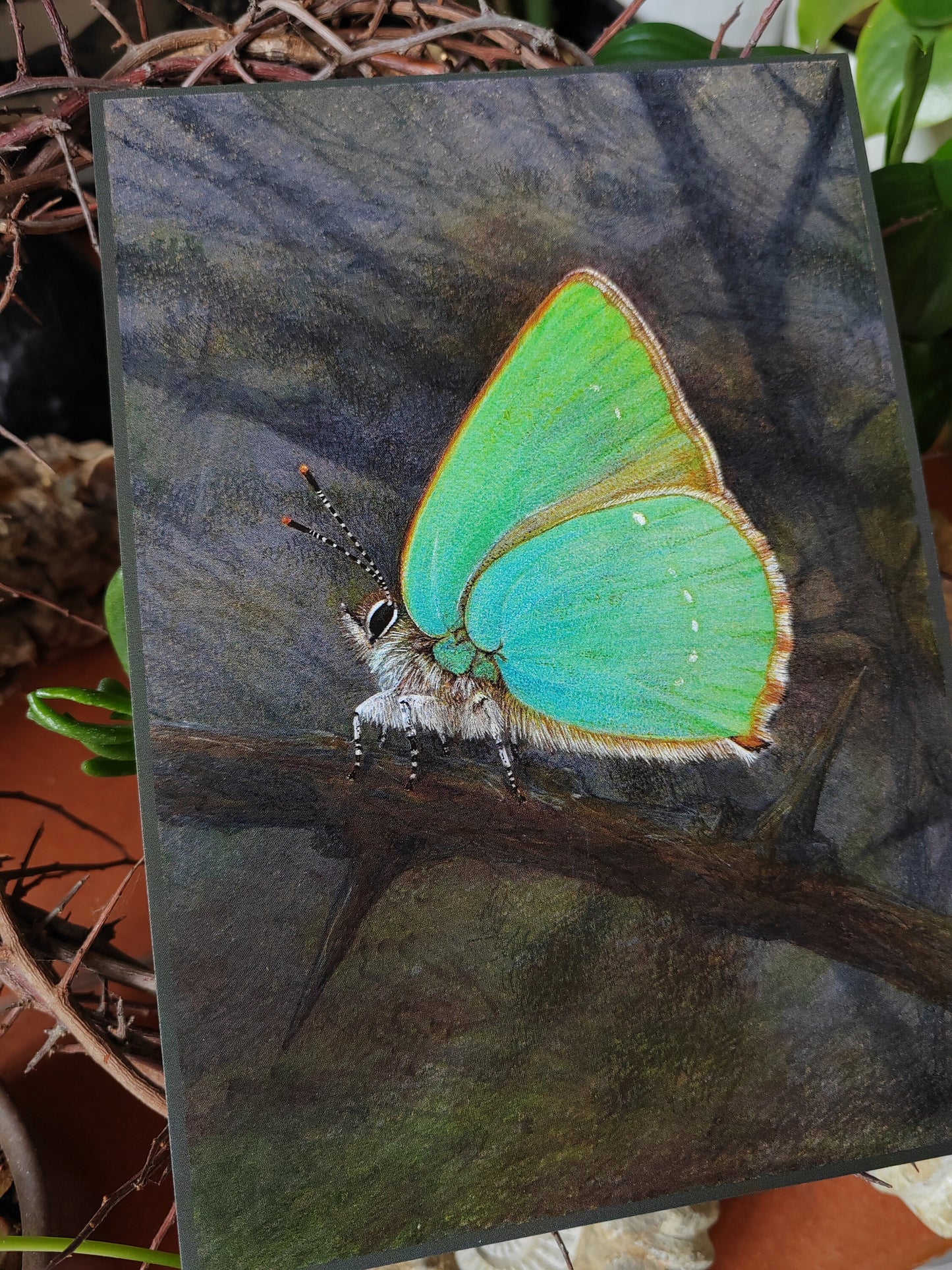 A5 size giant postcard, Callophrys rubi, Green Hairstreak butterfly