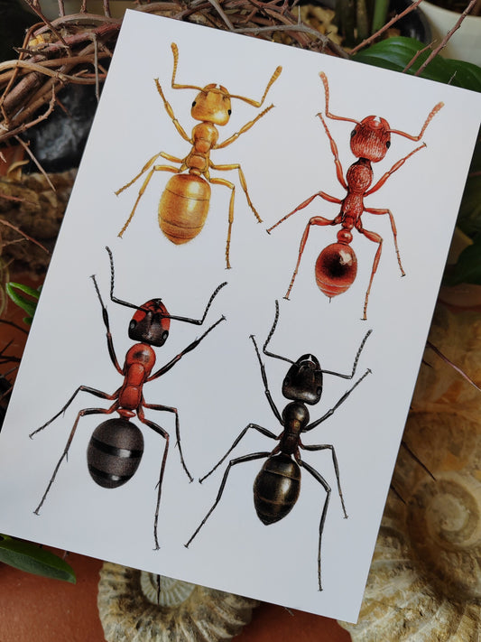 A5 size giant postcard - British Ants