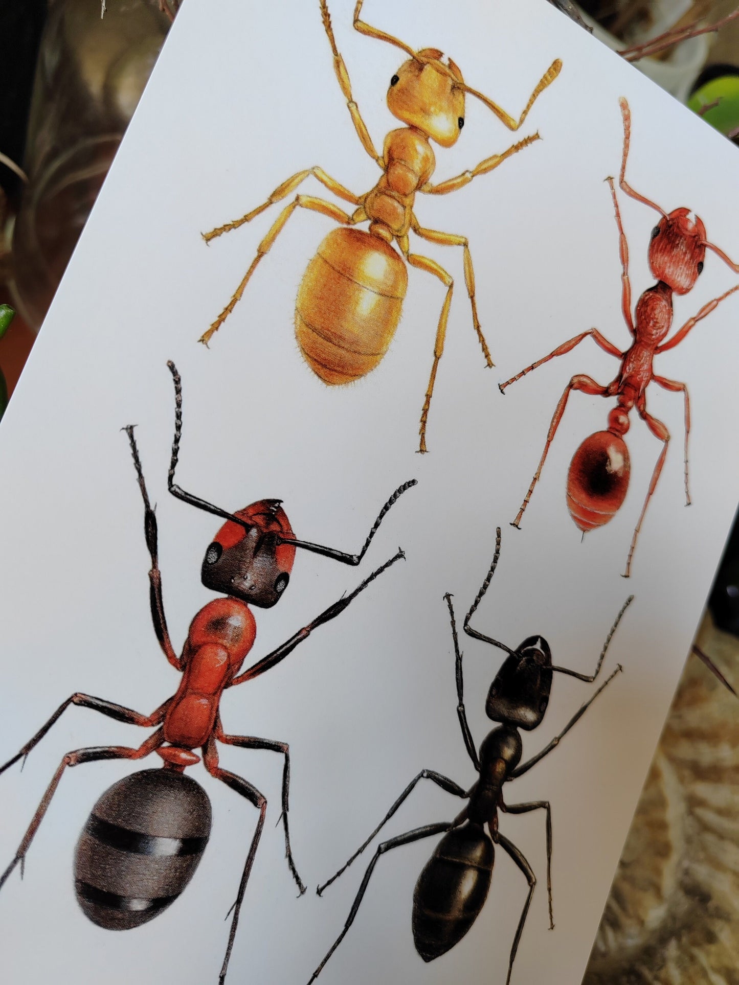 A5 size giant postcard - British Ants