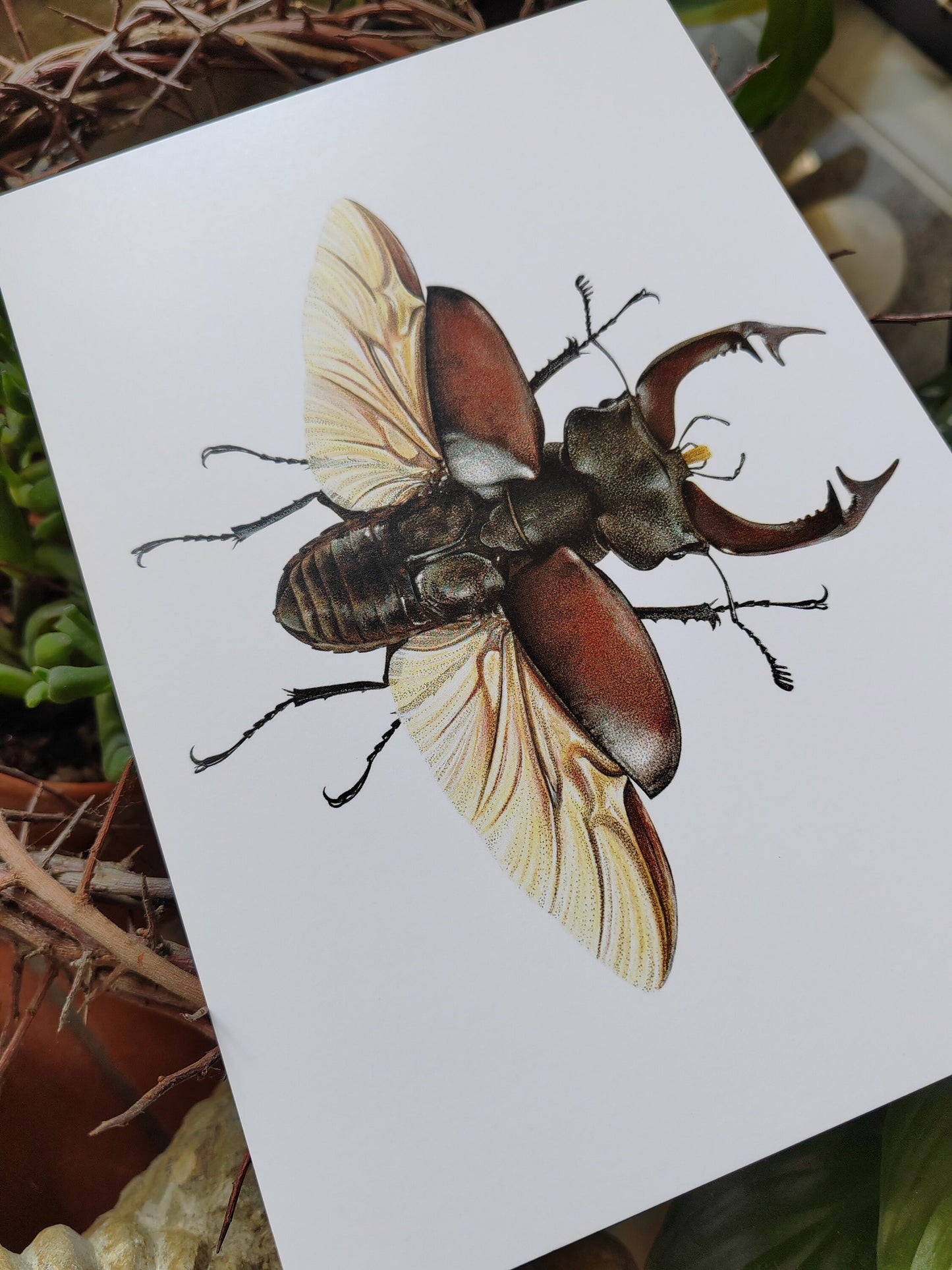 A5 giant postcard Lucanus cervus, Stag Beetle