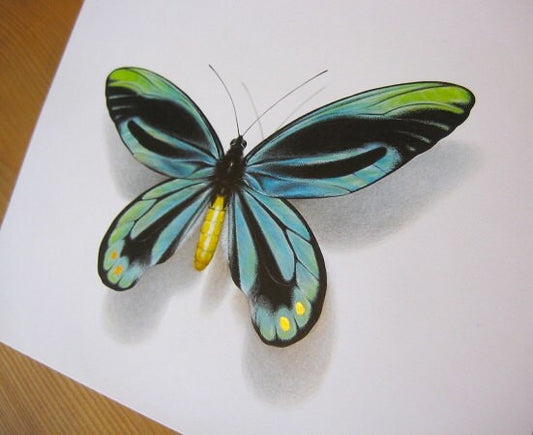 Ornithoptera alexandrae atavus A4 limited edition art print with 22ct.Gold Leaf