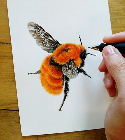 Bombus dahlbomii A4 limited edition art print