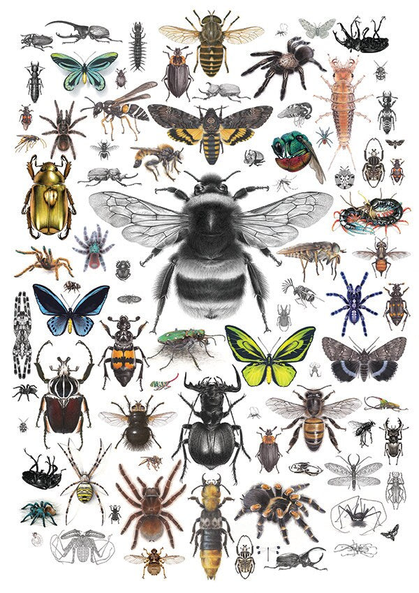87 Invertebrates - A4 size limited edition archival print