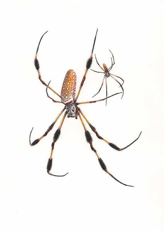 Trichonephila clavipes A4 size art print